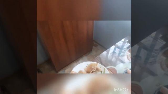 Трохея,колтык,уши ,пшенка в моем любимом афганском казане смотреть онлайн