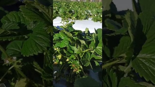 #Shorts супер урожайный сорт клубники Мальга ,уже спеет ягода смотреть онлайн