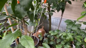 Декабрь. Камелии цветут, цитрусы цветут и созреваю плоды ?????