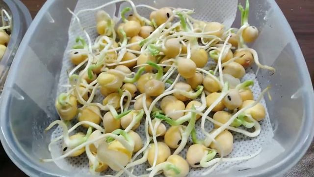 Неудачная попытка прорастить горох на микрозелень. смотреть онлайн