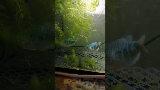 Гурами мраморный 2 размножение смотреть онлайн