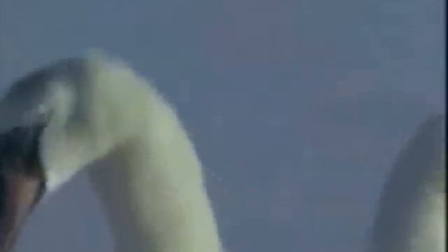 ЛЕБЕДИНАЯ ПЕСНЯ смотреть онлайн