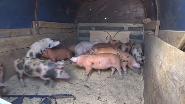 ЗАЧЕМ МНЕ ЕЩЕ ШПАЛЫ / НОВАЯ НАСОСНАЯ СТАНЦИЯ смотреть онлайн