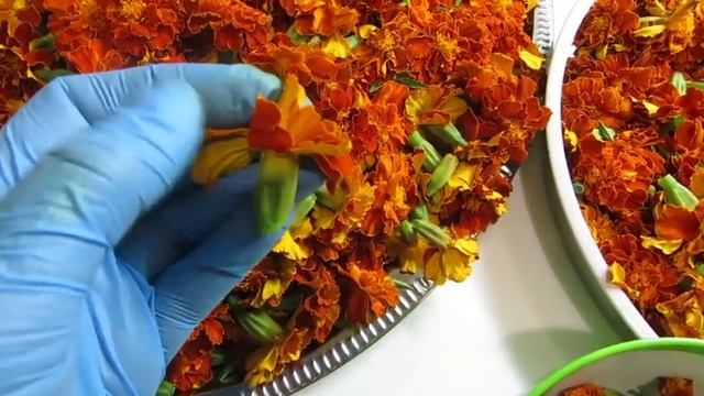 ЛЕКАРСТВО ДЛЯ ОСТРОТЫ ЗРЕНИЯ . смотреть онлайн