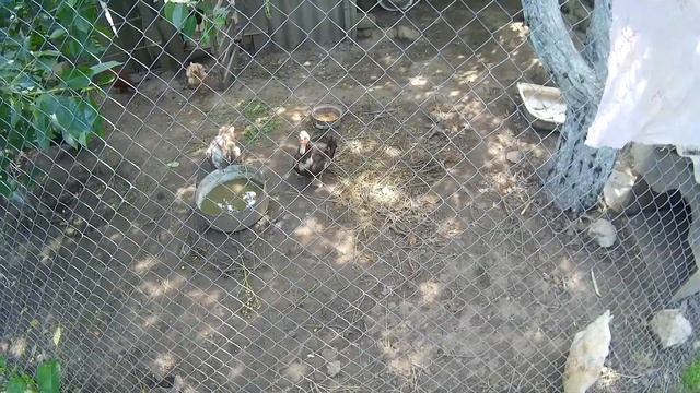 Вольная птица в неволе смотреть онлайн