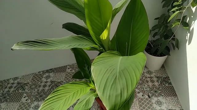 КАННА может расти дома смотреть онлайн