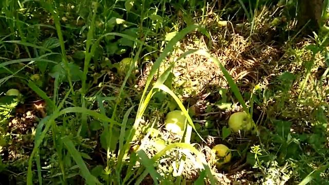 Белый Налив на сеянце с формировкой веретеном смотреть онлайн