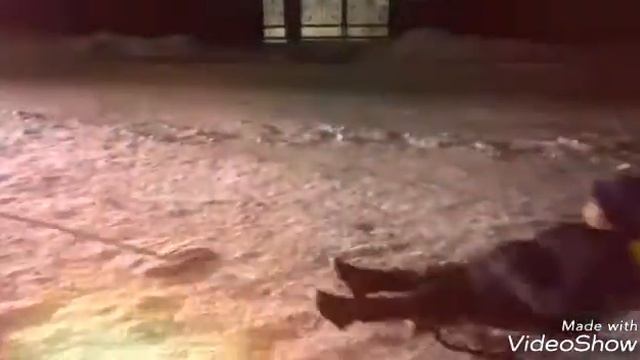 Катание детей в санях на собаке смотреть онлайн