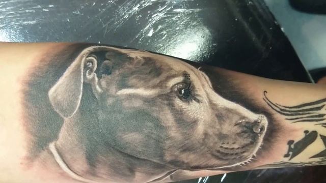 tattoo, pitbull portrait смотреть онлайн