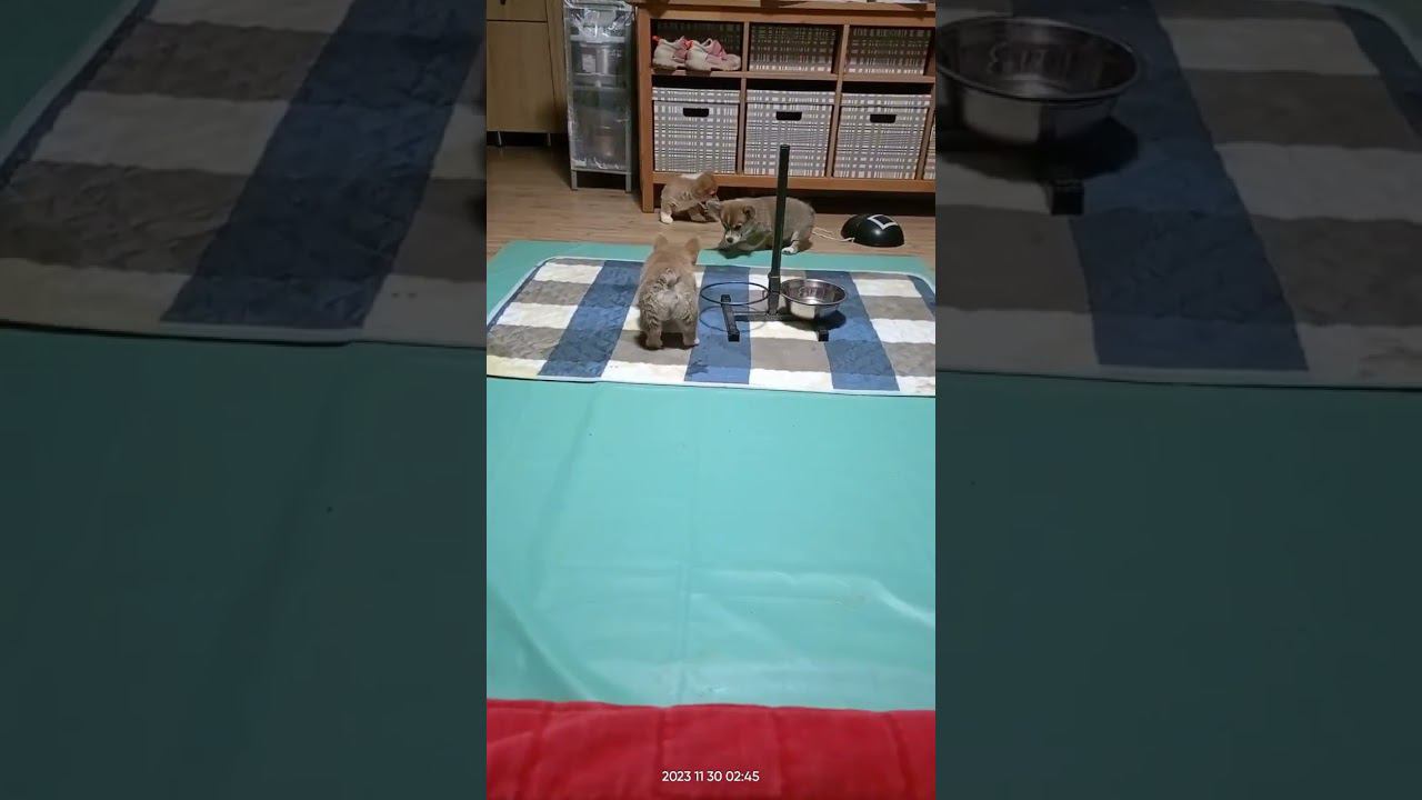 ▷Коржики резвятся◁ смотреть онлайн