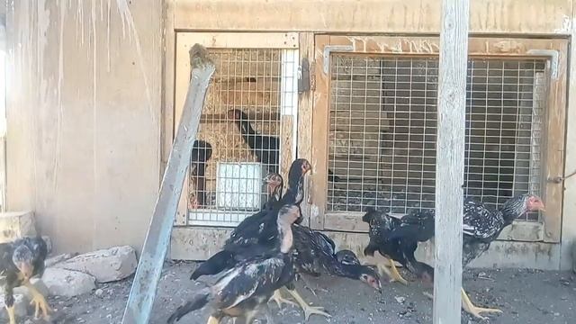 О шамо Корея бойцовые смотреть онлайн