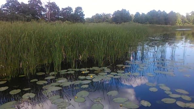 Кувшинки,река,удочка. смотреть онлайн