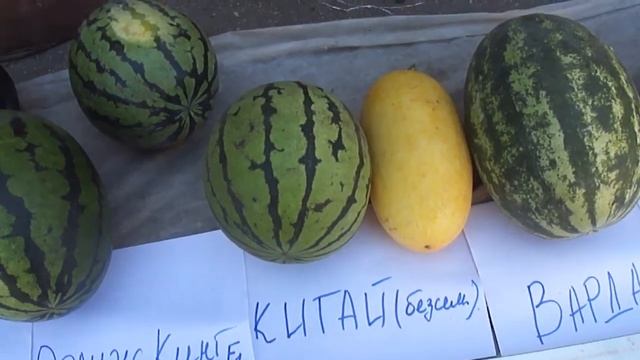 Арбузы Оранж Кинг F1, Карнак F1, АУ Продюсер