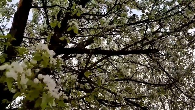 ВЛАДИСЛАВ ЧУПИН "МОЙ ЛЕНИНСК-КУЗНЕЦКИЙ" 2019 смотреть онлайн