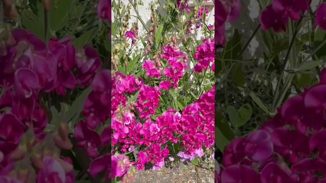 Душистый горошек многолетний ?? смотреть онлайн