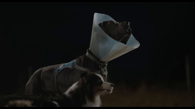 Strays смотреть онлайн