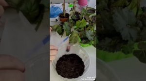 Черенкую бегонию Фимбриата???