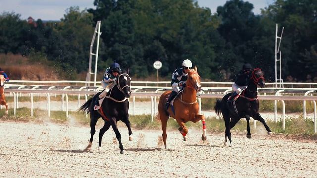 ЛОШАДИ АХАЛТЕКИНСКОЙ ПОРОДЫ 4K VIDEO Freefly Wave Camera