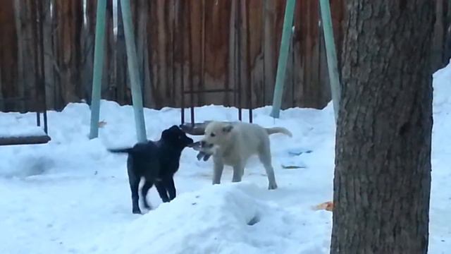 Два щенка играют смотреть онлайн