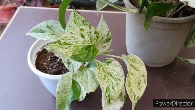 Marble Queen Pothos/Money plant//100% Succcessful method of Propagation//Complete Care смотреть онлайн