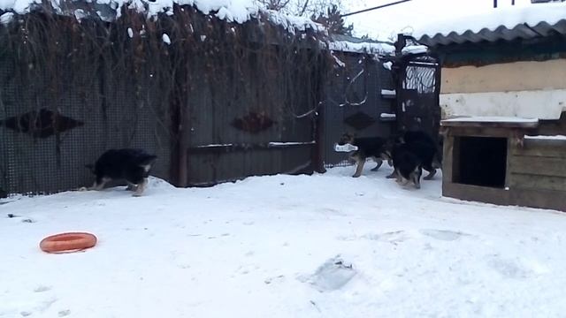Щенки немецкой овчарки смотреть онлайн