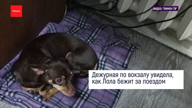 Собака потерялась на жд-вокзале в Канске смотреть онлайн
