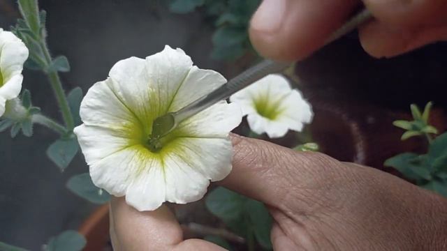 How To Pollinate Petunia | Petunia Pollination | Petunia Seeds