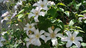 Еще раз о зимостойкости клематисов