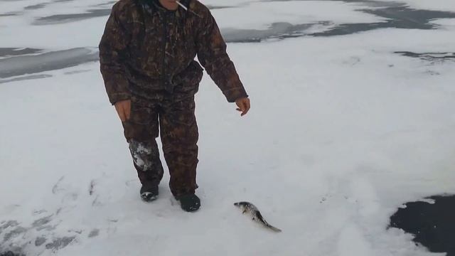 Миассово ноябрь ... перволедье !!!! смотреть онлайн