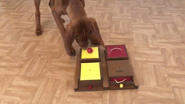 Vizsla dog.? Венгерская выжла. Ungarische Vizsla. Vizsla perro. Умная собака. Собака играет. смотреть онлайн