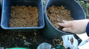 ГЛАДИОЛУСЫ, АЦИДАНТЕРА, МОНТБРЕЦИЯ  ПОСАДКА В КАШПО