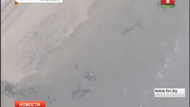 Дельфины выбросились на берег в Японии! смотреть онлайн
