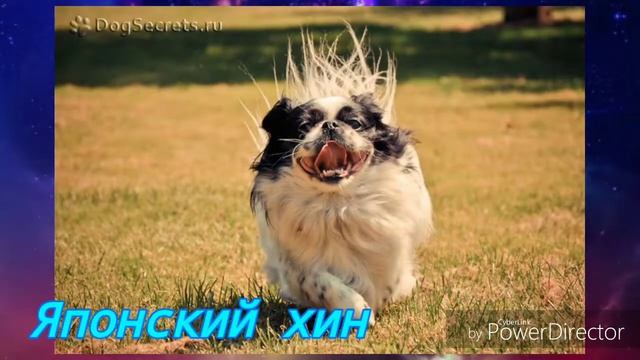 20 самых маленьких собак! Какая самая маленькая!? смотреть онлайн