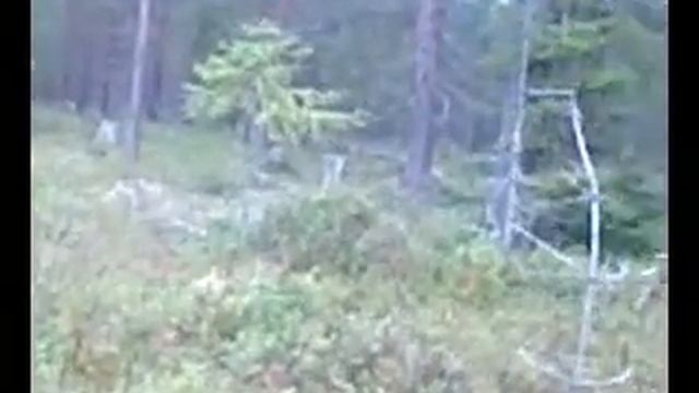 черника смотреть онлайн