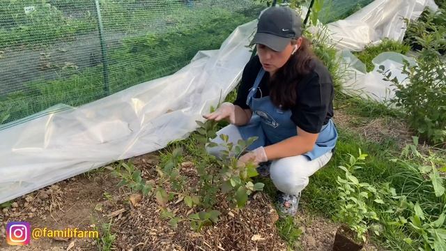 ГОЛУБИКА САМАЯ СЛОЖНАЯ КУЛЬТУРА?! / ТАЙНЫ И МИФЫ О ГОЛУБИКЕ смотреть онлайн