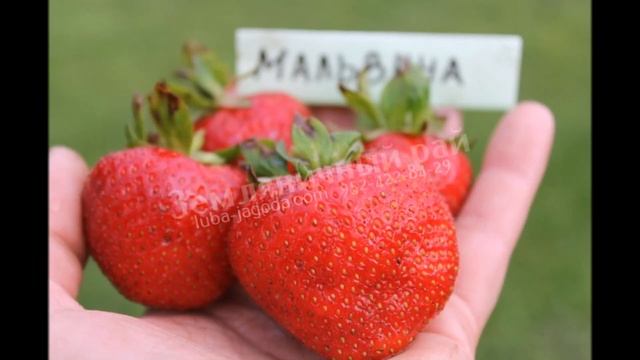 Очарование Мальвины слайд-шоу смотреть онлайн