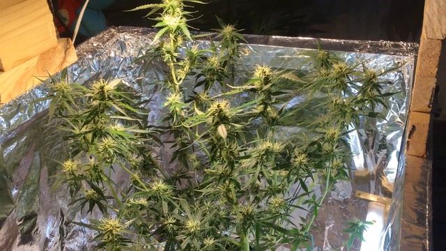 Crime Caramel Auto 59 дней смотреть онлайн