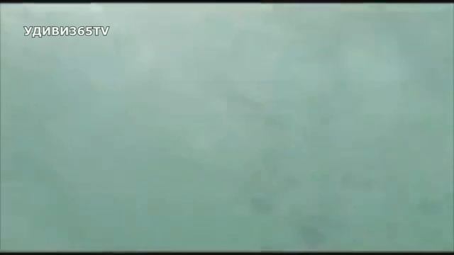 Опасный океан. Риск, который может стоить жизни. Встречи человека с хищниками океана смотреть онлайн