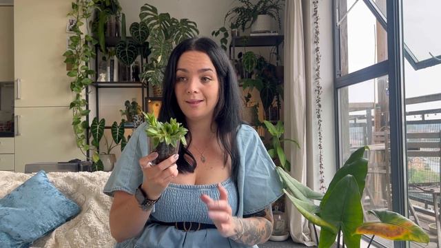 Houseplant heatwave casualties! 🥀🥵 | Plus some thriving plants! смотреть онлайн
