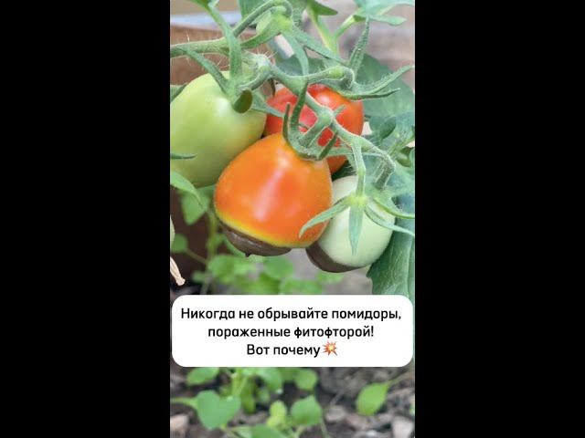 Никогда не обрывайте томаты, пораженные фитофторой! Вот почему смотреть онлайн