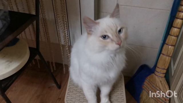 Диетическое питание для кошки своими руками. смотреть онлайн