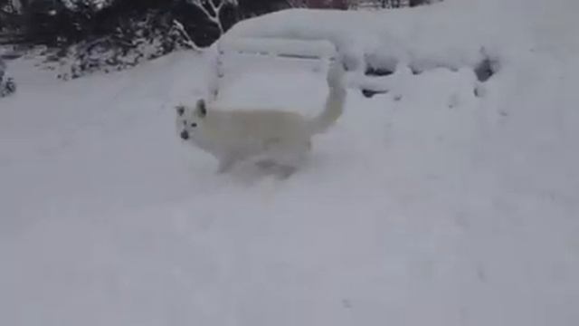 Il neige encore....;) смотреть онлайн