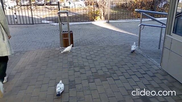 Воронежские голубки 01.11.2023