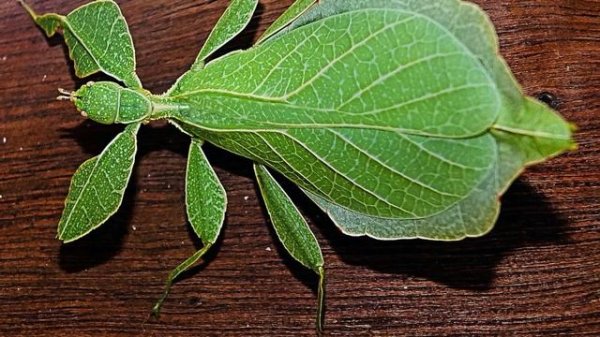 What Does It Mean When You Dream About Cockroaches? - Meaning and Interpretation