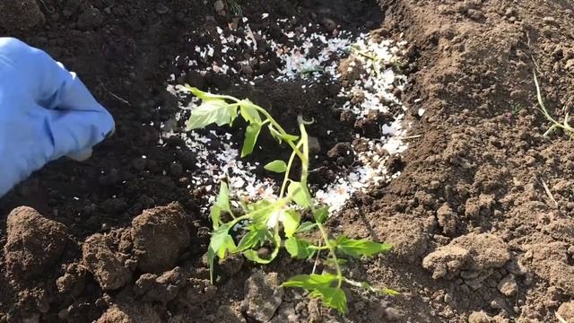 ЧТО ВАМ НУЖНО СДЕЛАТЬ ЧТОБЫ МЕДВЕДКА НЕ ЕЛА ВАШУ РАССАДУ. ЭФФЕКТИВНЫЙ СПОСОБ. смотреть онлайн