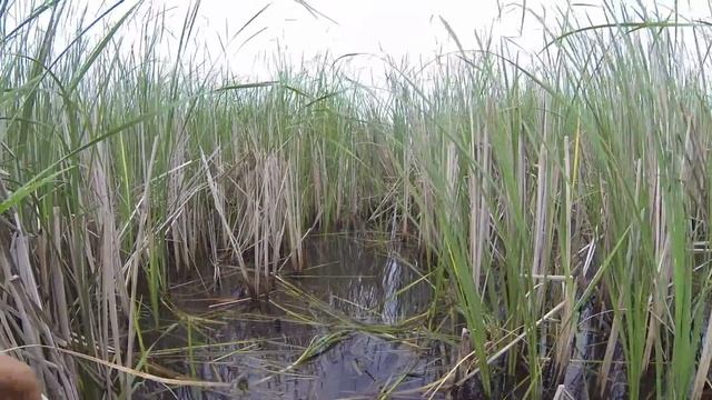 Ловля дикого карпа(сазана) на дикой реке удочкой с боковым кивком смотреть онлайн