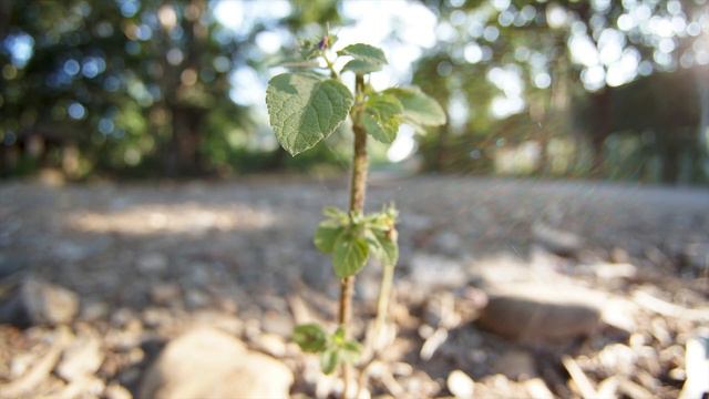 Shooting With A Fish Eye Lens | 7 Artisans 7.5 mm F2.8 Lens Sony Mount | Sample Video + Photos смотреть онлайн