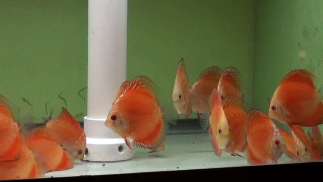 Marlboro Red and Red Melon Discus - Gwynnbrook Farm смотреть онлайн