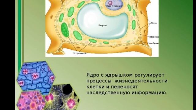 Строение растительной клетки //презентация смотреть онлайн