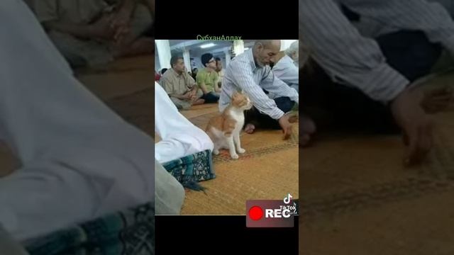 Кошка в исламе смотреть онлайн